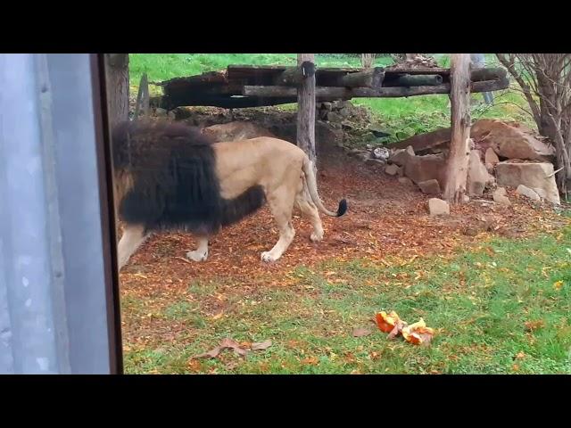 Afrikanischer Löwe, Thüringer Zoopark Erfurt, November 2024