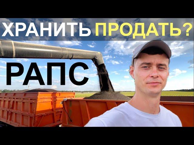 УБОРКА РАПСА. Хранить или продавать?