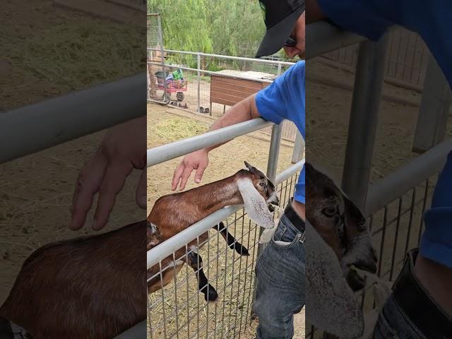 Visiting Farm. Petting goats. Petting zoo. Sept. 17, 2023  #cuteanimals #pettingzoo