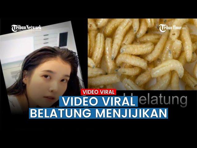 Adegan Dewasa Belatung Viral, Warganet Jadi Jijik