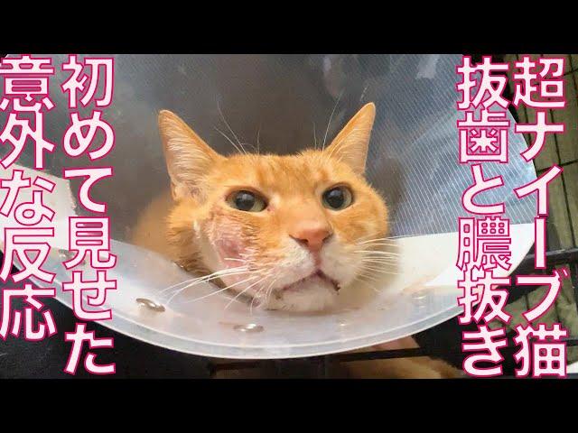 【傷あり閲覧注意】超ナイーブ猫、療養中に驚きの反応 The first face my 3id cat showed me