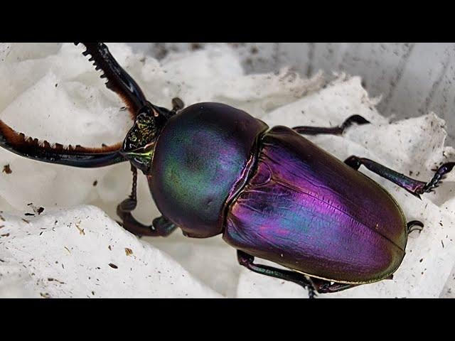 Look at this little beautiful stag beetle! Lamprima Adolphinae (Beetle ASMR)