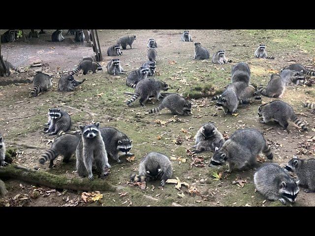 Woman Hides in Car After Raccoons Swarm Her Backyard