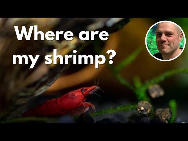 Why Are My Red Cherry Shrimp Hiding? HOW CAN YOU PREVENT YOUR RED CHERRY SHRIMP HIDING ALL DAY LONG?