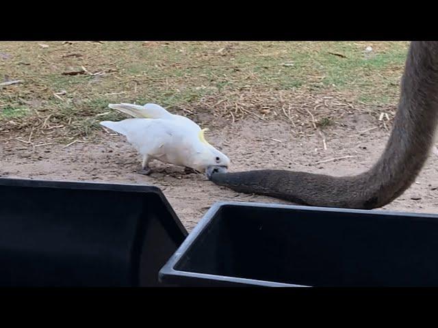 Meanwhile in Australia, cockatoos are biting tails of kangaroos and stealing their food