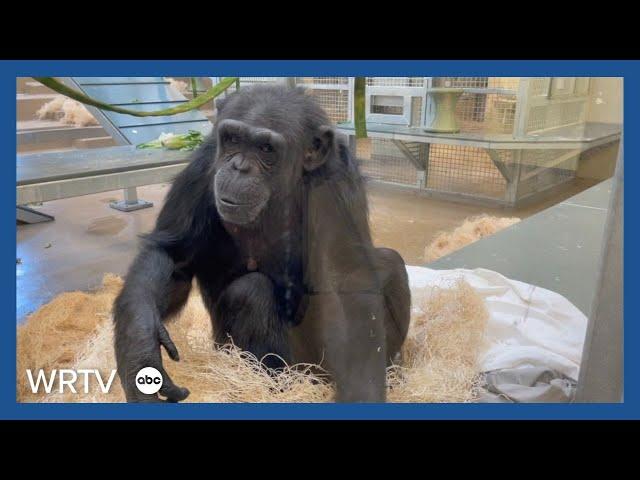 Here's a look at the new chimpanzee complex at Indianapolis Zoo
