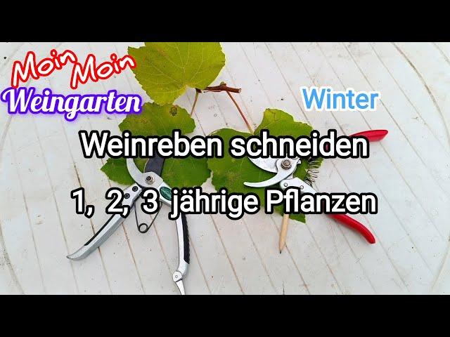 Weinrebe zurück schneiden 1, 2, 3 jährige Weinrebe Rückschnitt im Winter / Herbst Trauben Video 1