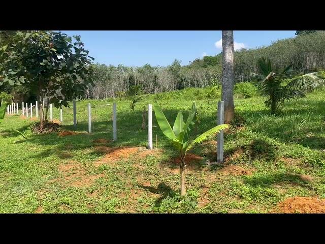 4 Rai Palm Plantation Land with Mountain View for Sale in Lo Yung, Phangnga