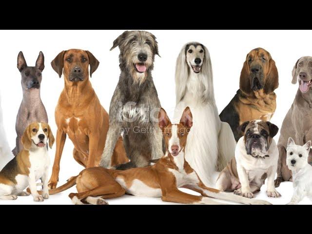 Pawesome Dog Breeds: Fun Facts Unleashed!Which dog breed suits you?! #doglover #dog #funnyanimals