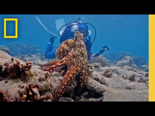 Do Octopuses Dream? | Deep Questions with James Cameron & Dr. Alex Schnell | National Geographic