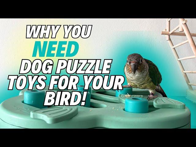 Dog Puzzle Feeder Toy for Birds 