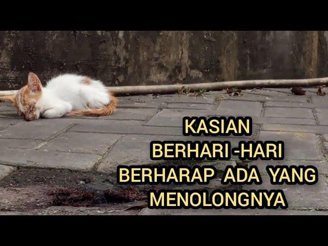 KASIAN KUCING KECIL TAK BERDAYA.