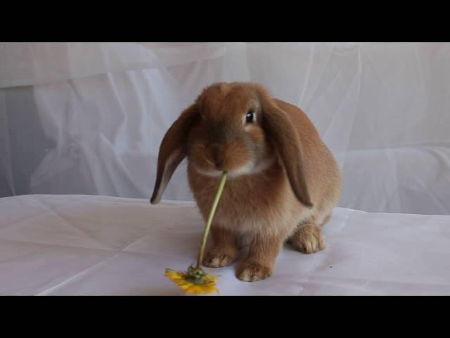 Cute bunny eating dandelion flowers