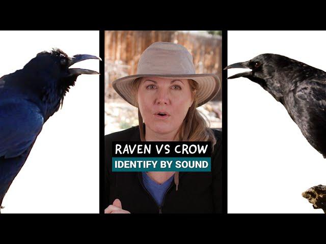 SOUND ID  - Raven vs Crow