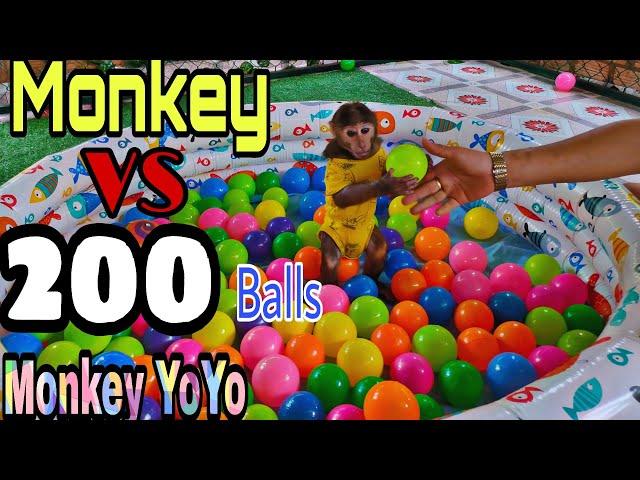 Monkey YoYo JR plays with 200 balls | Monkey Baby YoYo