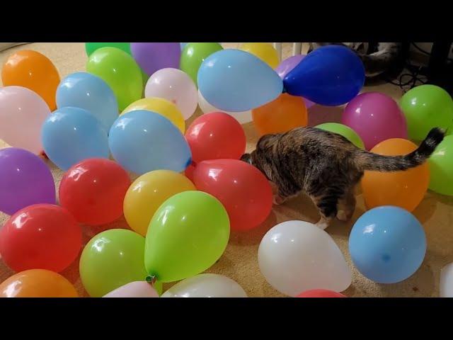 Cats vs 50 Balloons | Manchester Moggies