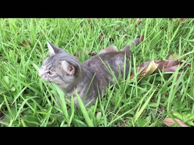 แมวกินหญ้า / cat eating grass