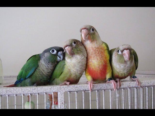 7 week old Baby Green Cheek Conure Sisters -- Rainbow Parrots Aviary