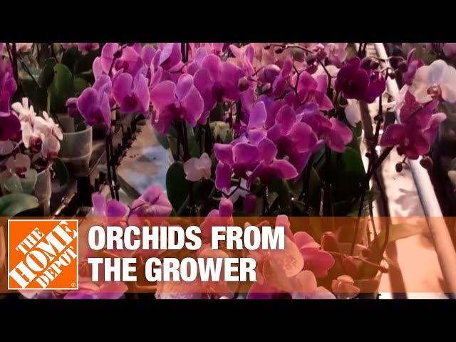 Getting Orchids from the Growers to Market Part 1 | The Home Depot
