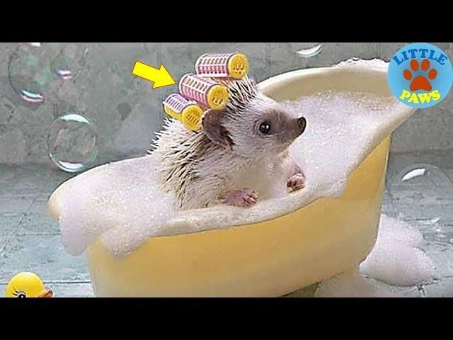 Funny and Cute Hedgehog Compilation