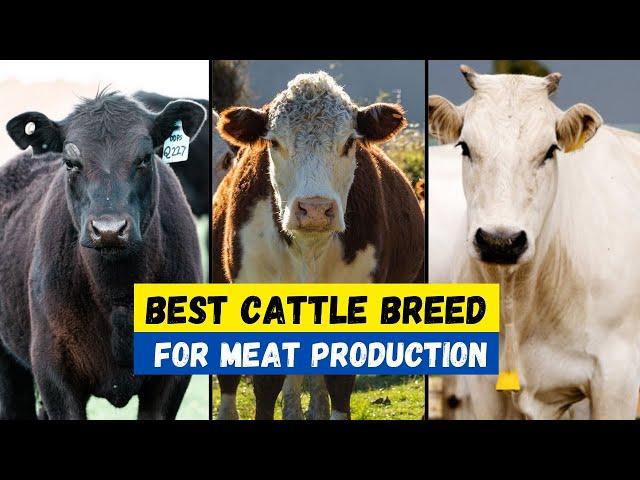 Top 10 Best Cattle Breeds For Meat Production | Beef Producing Cow