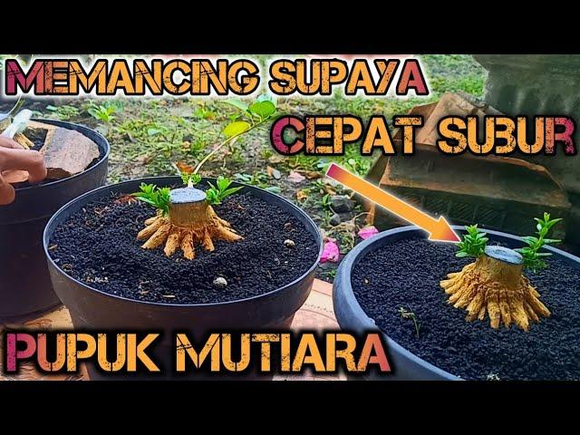 YAKIN LANGSUNG WAFAT KALAU KEBANYAKAN DOSIS PEMUPUKAN MUTIARA PADA BAHAN BONSAI SANCANG