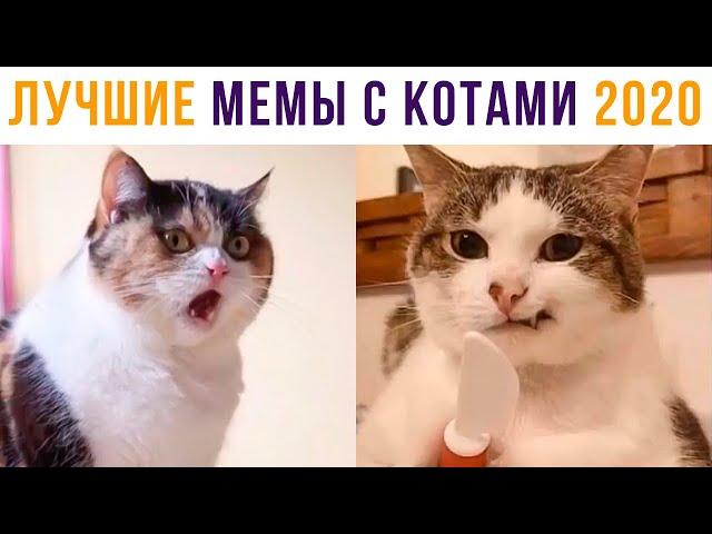 Приколы с котами. ЛУЧШЕЕ ЗА 2020 ГОД | Мемозг #470