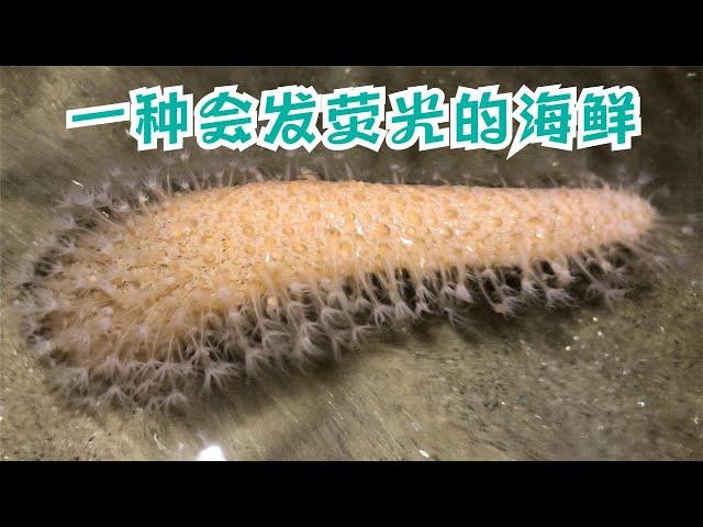 Xiao Ni met relatives of sea cucumbers late at night, and there were sea eggplants everywhere