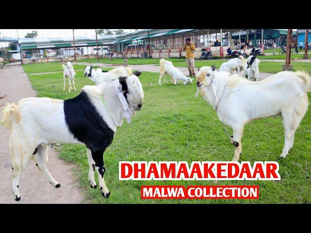 Dhamakedar Collection Malwa Kid’s Bade Size Main At AJ Goat Farm