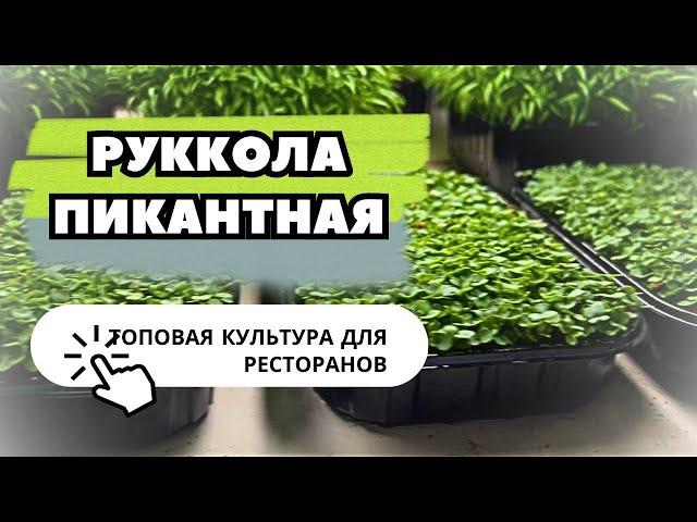 Микрозелень рукколы с нами вырастить просто | Технология выращивания | Народные Семена
