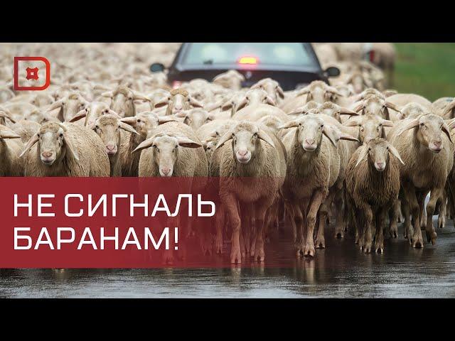 В Дагестане продолжается перегон скота на летние пастбища