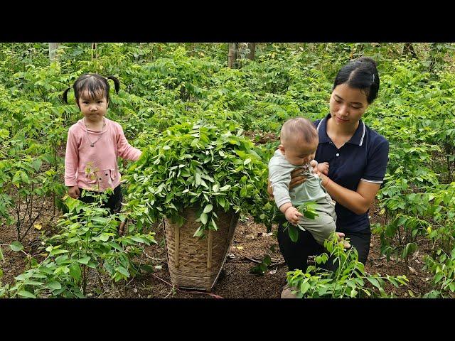 Harvest vegetables shrinkage Goes To The Market Sell - Buy Things & Make A Play Area For Your Baby