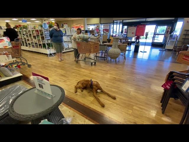 5 Minute Down at HomeGoods | Braxton | Vizsla | Cincinnati Dog Trainers Off Leash K9