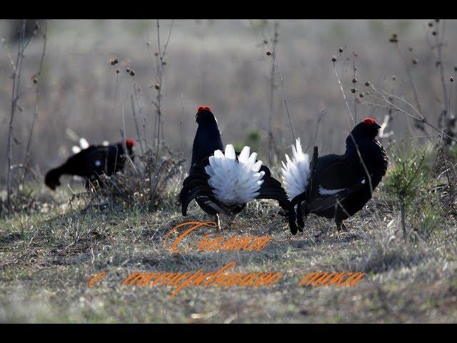 Съемка с тетеревиного тока / Black Grouse / Lyrurus tetrix L.