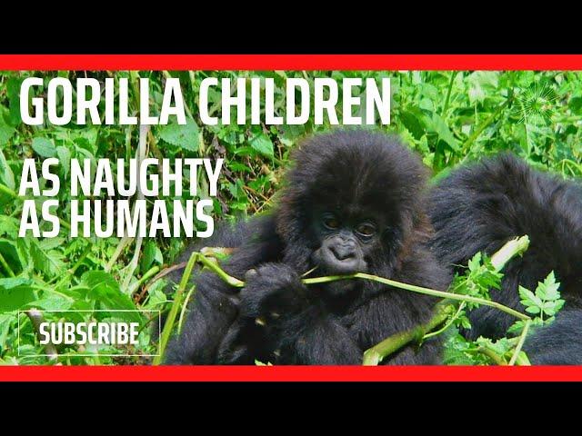 Enchanting Gorilla family behaving like humans from the Big Daddy down to a toddler. A joy to watch.