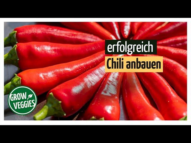 Chili erfolgreich anbauen | Gemüseanbau im Garten | scharfe Früchte anbauen @gartengemuesekiosk