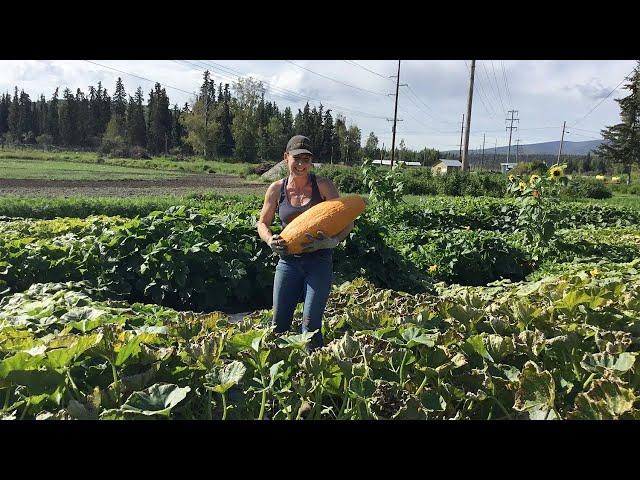 Growing Winter Squash — In the Alaska Garden with Heidi Rader 2024