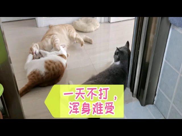 动物圈达人创作营【喵主子们的日常】养猫究竟是快乐还是痛苦呢？不管别人怎么说！我开心，我快乐( •̥́ ˍ •̀ू )