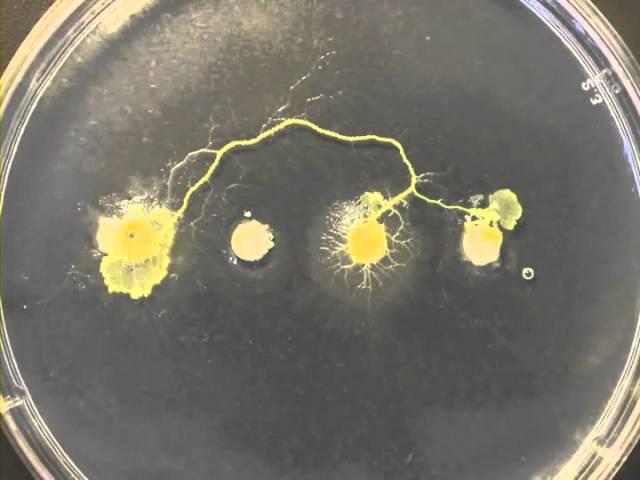 Physarum polycephalum 1