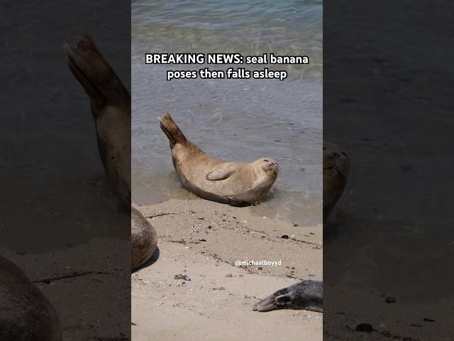 Seal does a BANANA POSE! #seal