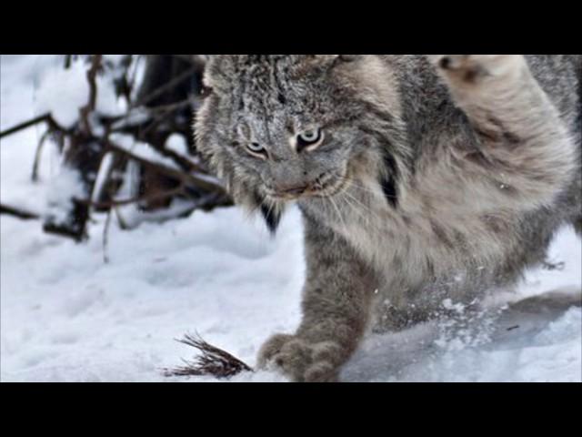 Зачем мне нож?  Случай в карауле.