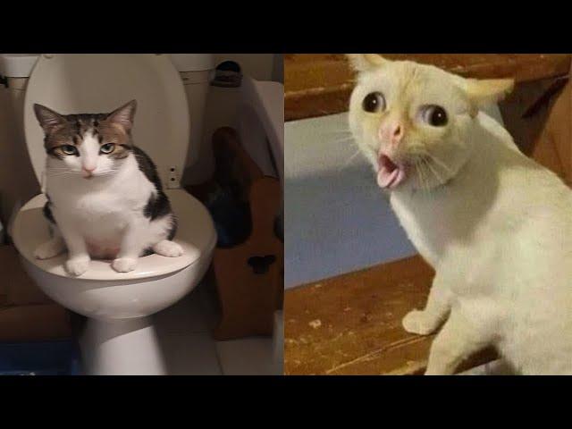 Compilation New Funniest Cat Videos  You laugh You Lose  Best of Funny Cat Videos  #6