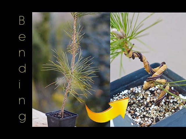 Bending a young Japanese black pine (Pinus thunbergii) for initial styling - Arkefthos Bonsai