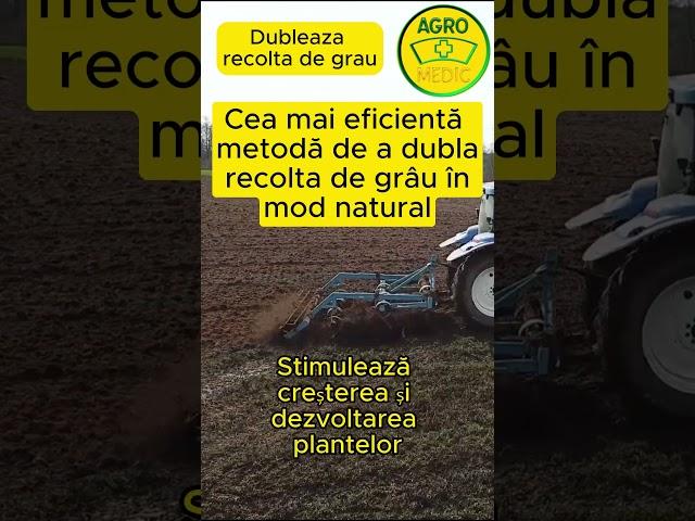 Cea mai eficientă metodă de a dubla recolta de grâu în mod natural #recolta #grau #toamna #dubleaza