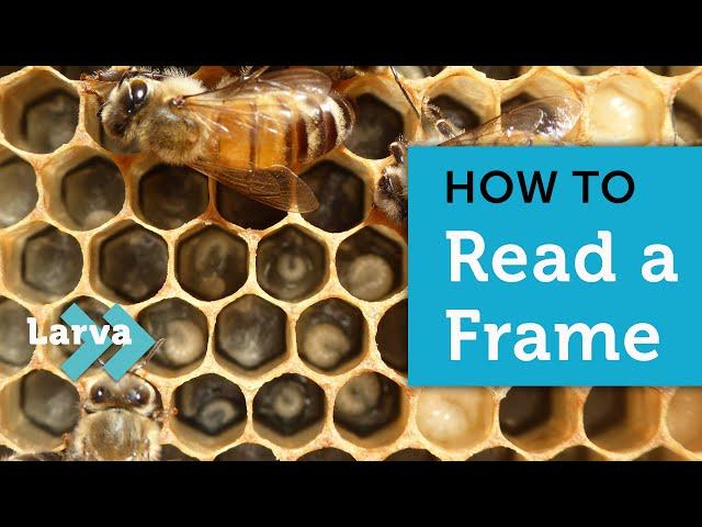 How to Read a Frame When Checking Your Bees | What the Beekeeper Does | Beekeeping for Beginners