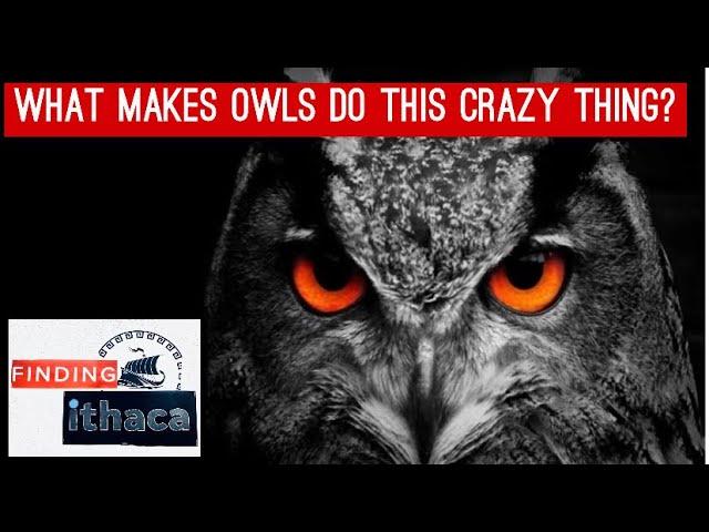 Owl Mentality