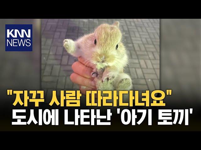 도심 속 등장한 '토끼'..."네가 왜 거기서 나와?" / KNN