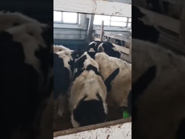 Как содержат телят разного возраста в одном из хозяйств? Телята от 4-х до 9-и месяцев. Ферма КРС.