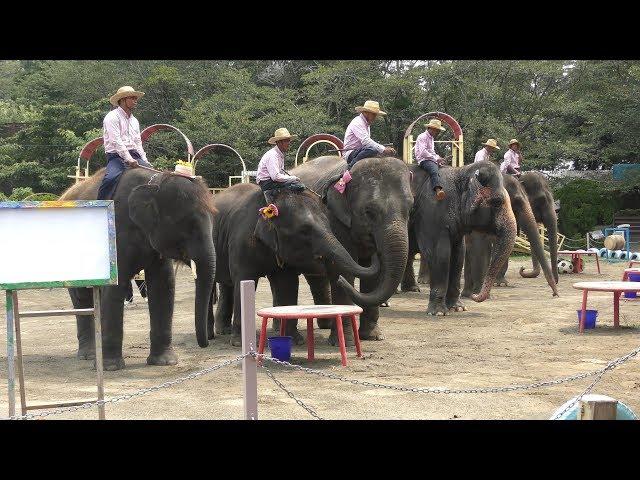 Elephant show (Ichihara Elephant Kingdom, Chiba, Japan) August 4, 2018