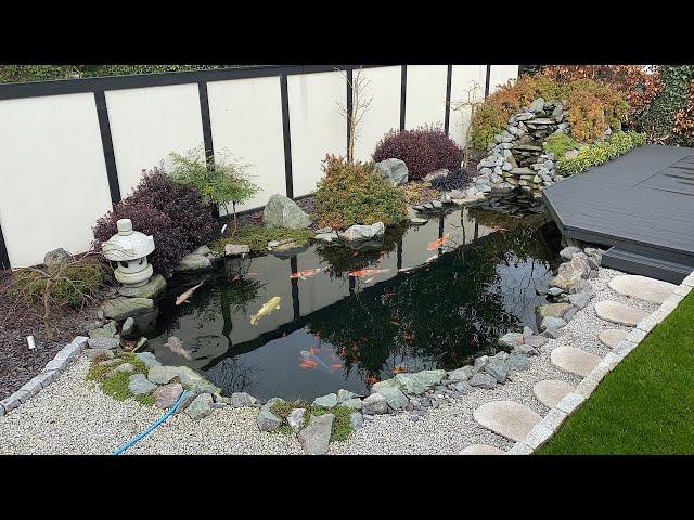 Beautiful Japanese style Koi Pond in the UK!